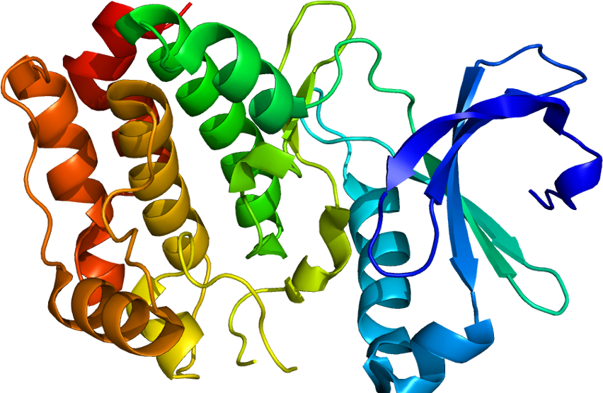 Rac Beta Serine/threonine Protein Kinase Market - Atm Serine Threonine Kinase (901x580)