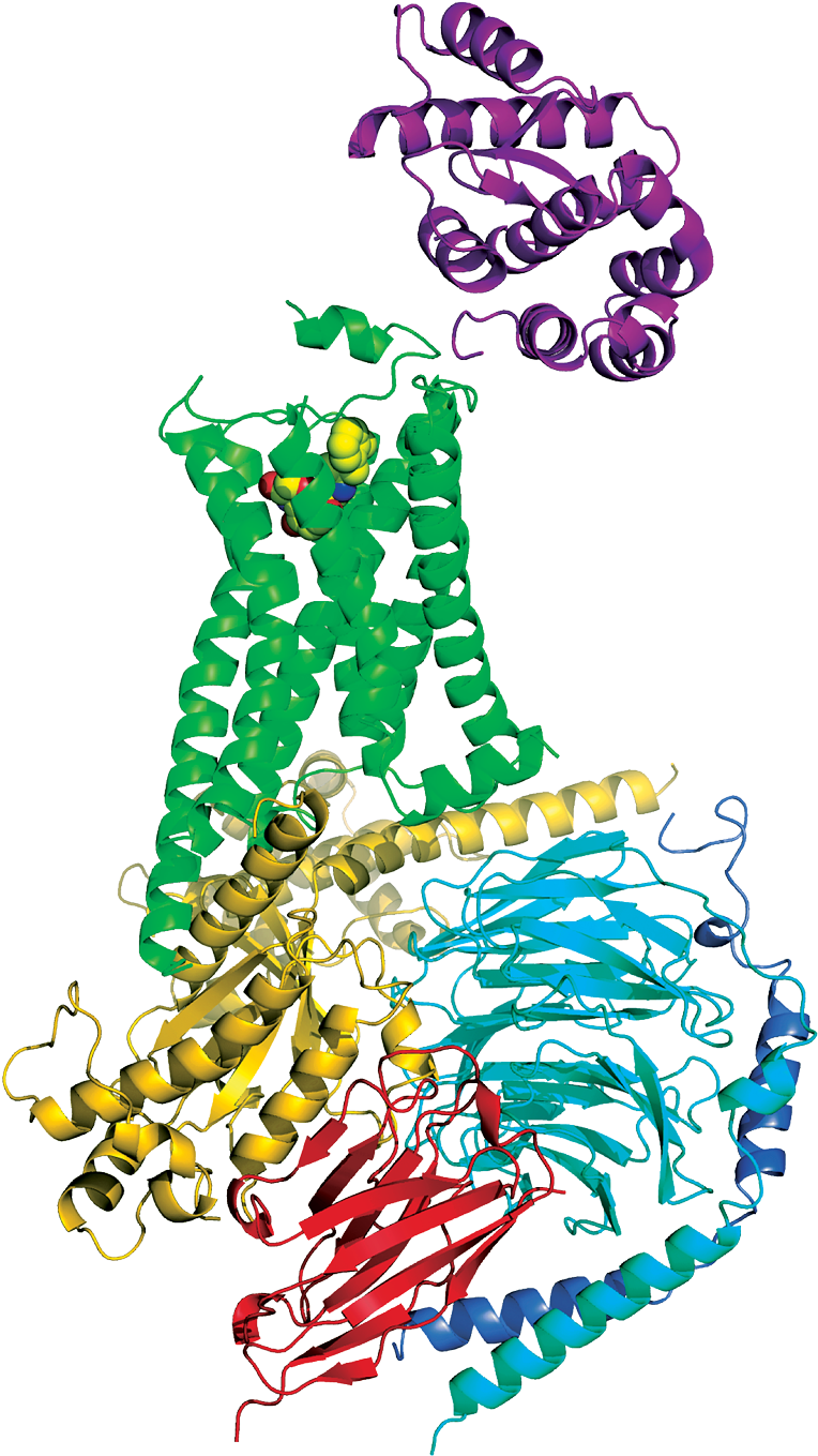 Drug Discovery Stands To Benefit From Structure Of - Gpcr G Protein Complex (800x1390)