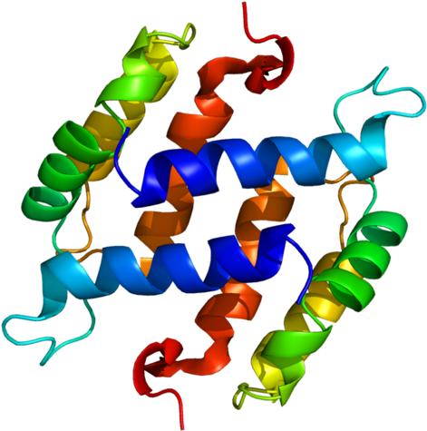S100b - S100 Protein (500x504)