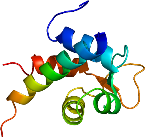 Actinin Protein Structure (561x530)