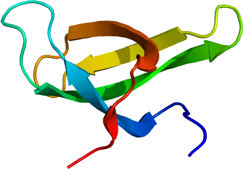 Survival Motor Neuron Protein (847x603)
