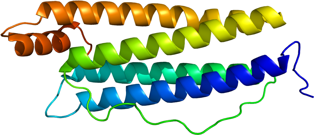 Human Ferritin Heavy Chain (1118x508)