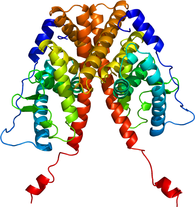 Estrogen (726x767)