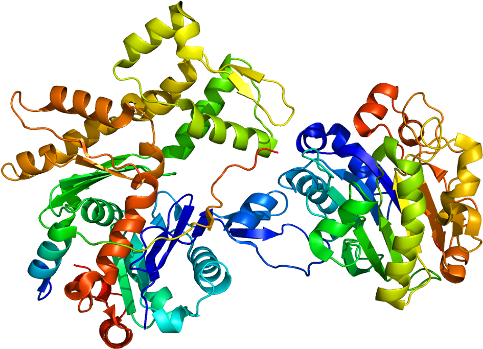 Protein Wipf1 Pdb 2a41 - Wiskott Aldrich Syndrome Protein Crystal Structure (994x732)
