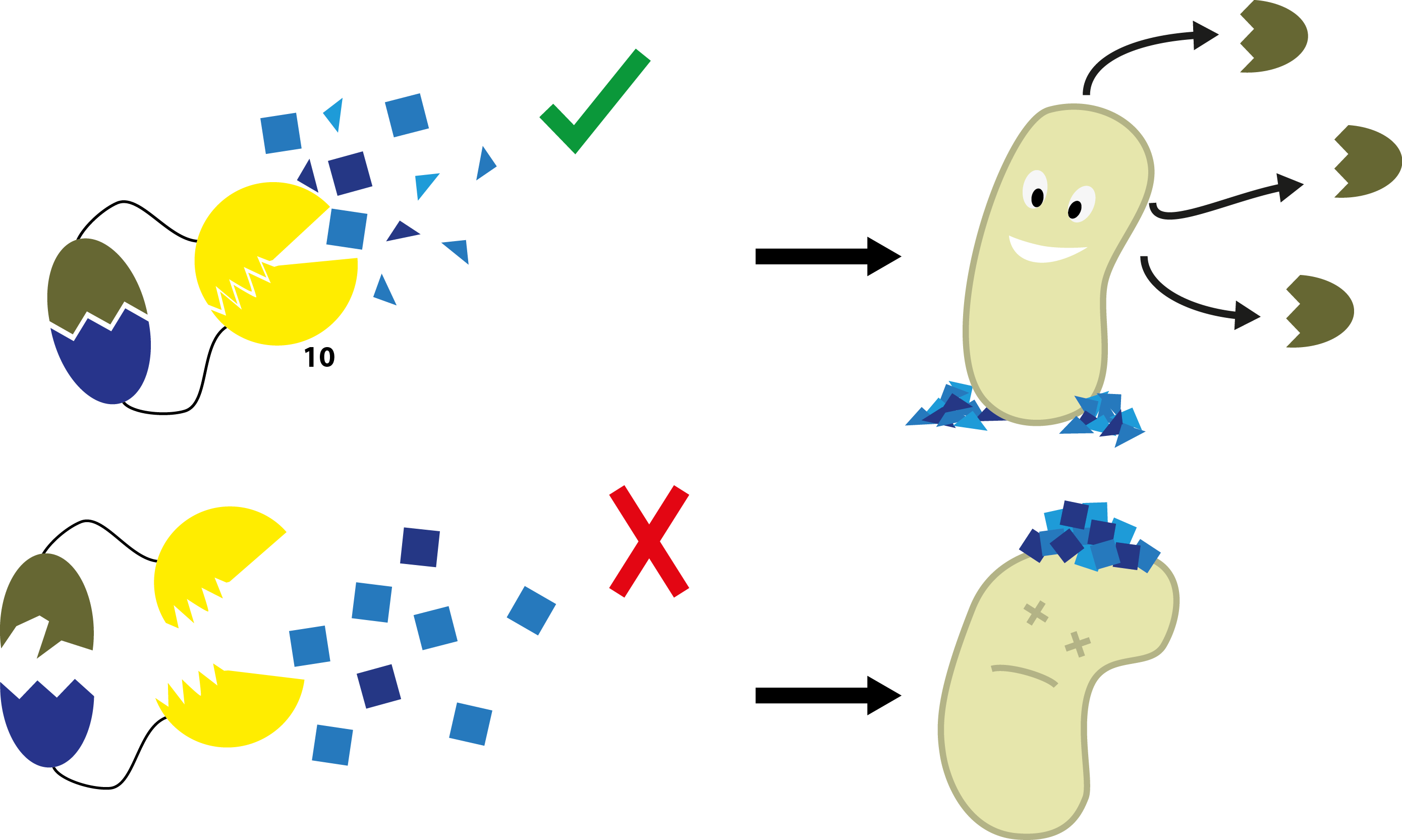 Illustration Of The Split-protein System - Illustration (2779x1665)