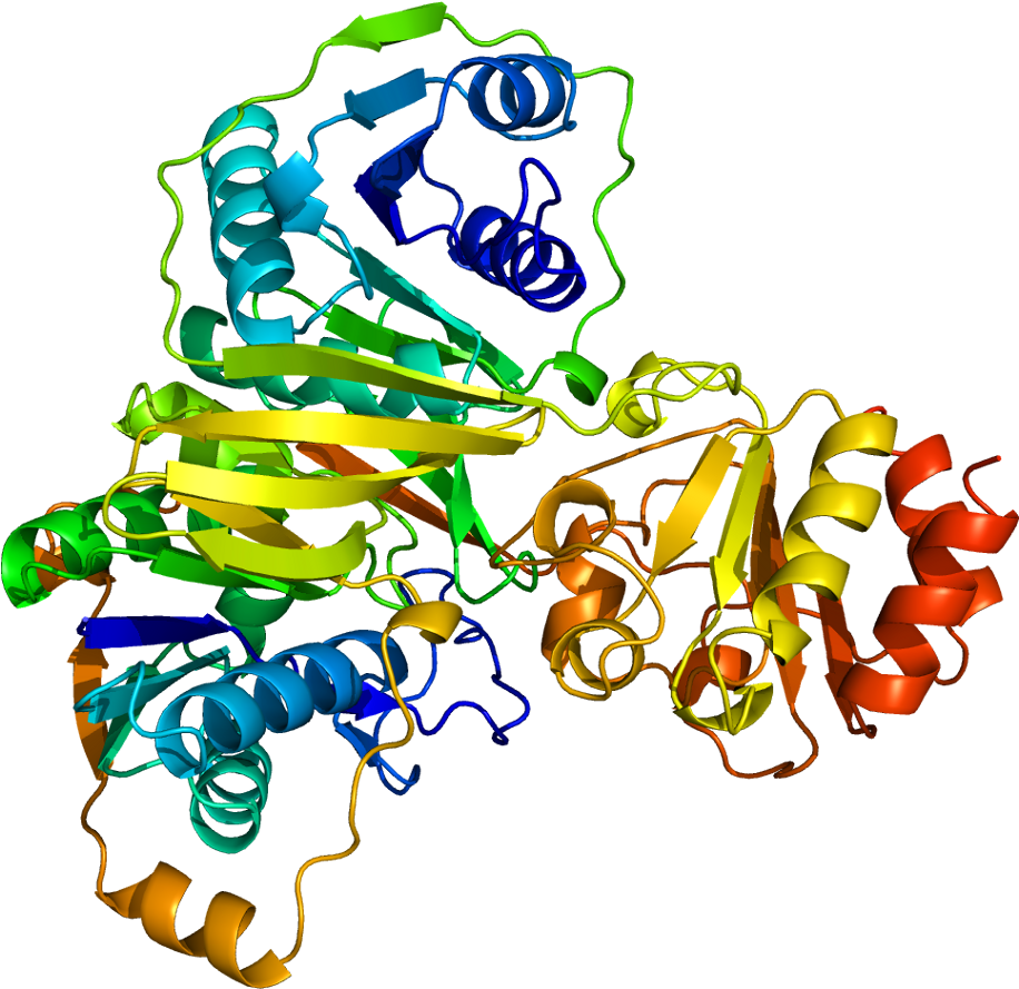 Protein Etfb Pdb 1efv - Wikipedia (965x938)