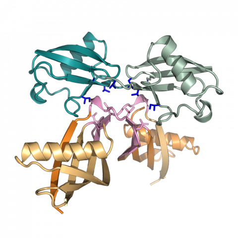 Crystal Structure Of K6-affimer Protein Bound To K6 - Wood (480x480)