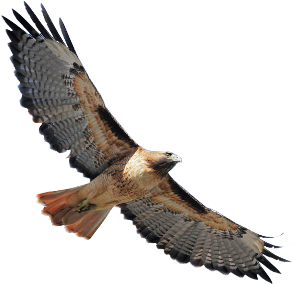 Cooper - Red Tailed Hawk Png (580x577)
