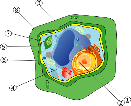 Bibliothèque Virtuelle Aide-mémoire - Vacuole In Plant Cell (457x370)