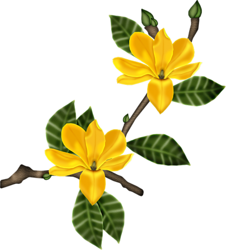 Pin By Lisabwd Digiscrap ♥pin Freely♥ On Flower✿plant❧real✿digi - Magnolia Flower (452x500)