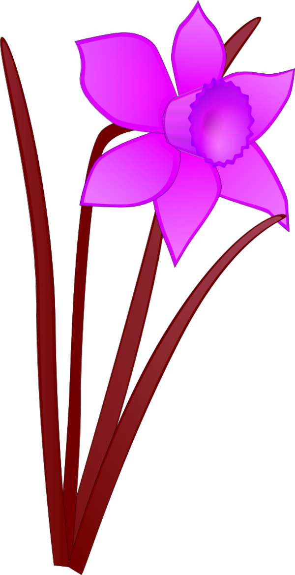 Daffodil Image - Daffodil Clip Art (600x1169)
