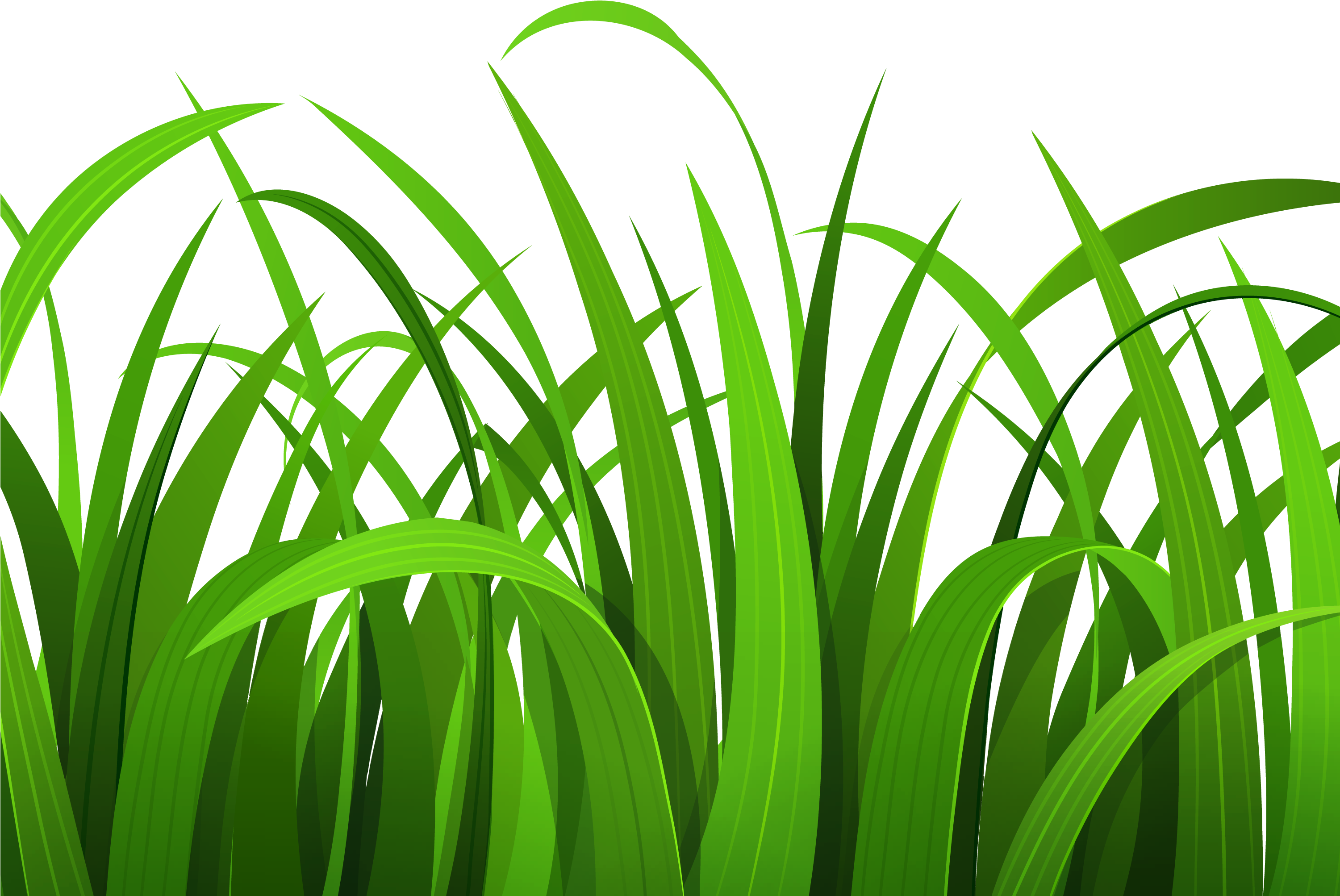 Lawn Clipart Safari - Grass Clipart (3000x2247)