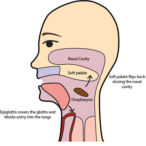 The Journey Of The Bolus Immediately After Triggering - Swallow Soft Palate (622x623)