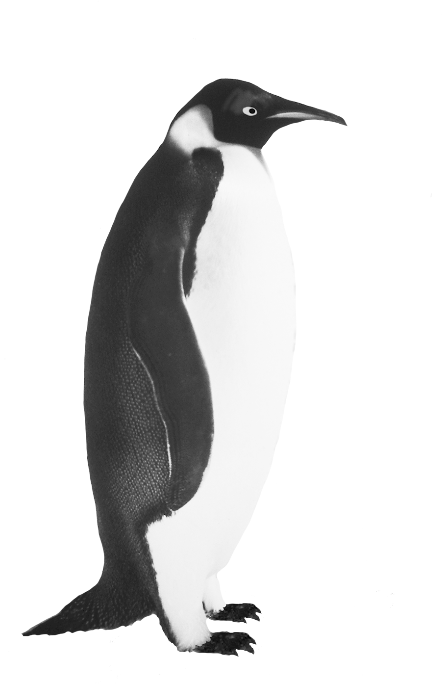Funny Penguin Clip Art - Realistic Penguin Clip Art (945x1417)