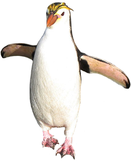 Emperor Penguin Clipart Rockhopper Penguin - Macaroni Penguin White Background (455x541)