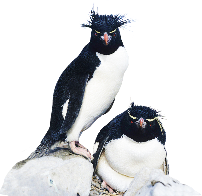 Emperor Penguin Clipart Rockhopper Penguin - Rockhopper Penguins 100 Page Lined Journal: Blank 100 (827x800)