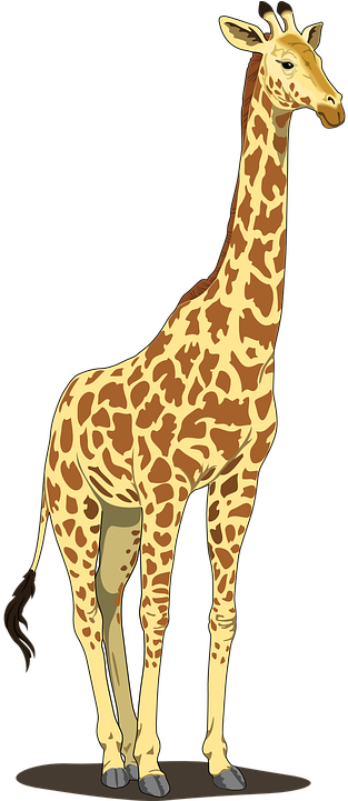 Close Up Giraffe Images - Giraffe Clipart Png (360x720)