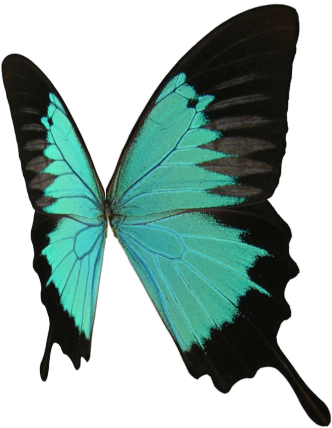 Butterfly Red Admiral Clip Art - Butterfly Red Admiral Clip Art (900x900)