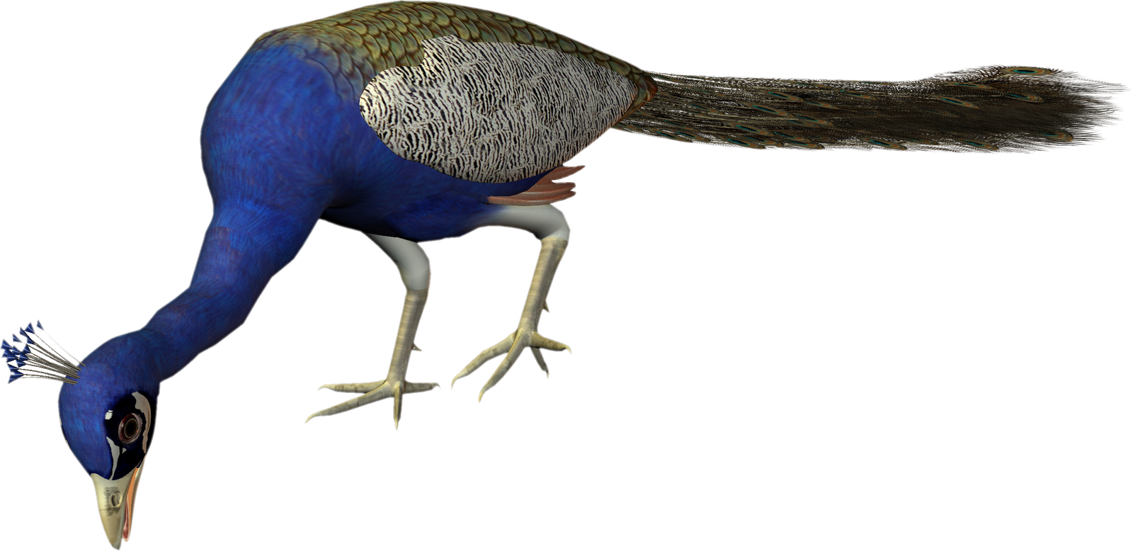 Bird Feather Peafowl Clip Art - Bird Feather Peafowl Clip Art (1600x778)