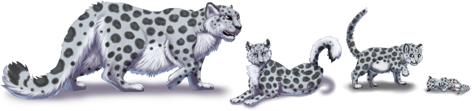 Felis Pardus 3 0 Snow Leopard - Leopard (984x246)