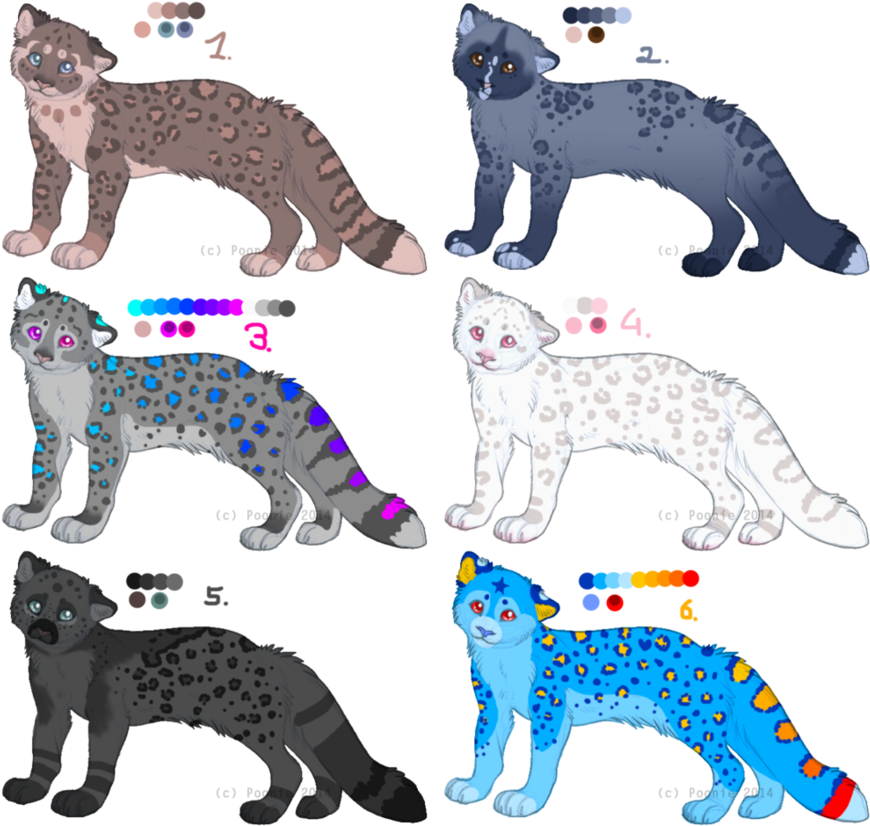 Snow Leopard Cubs - Chini Snow Leopard Cub (900x887)