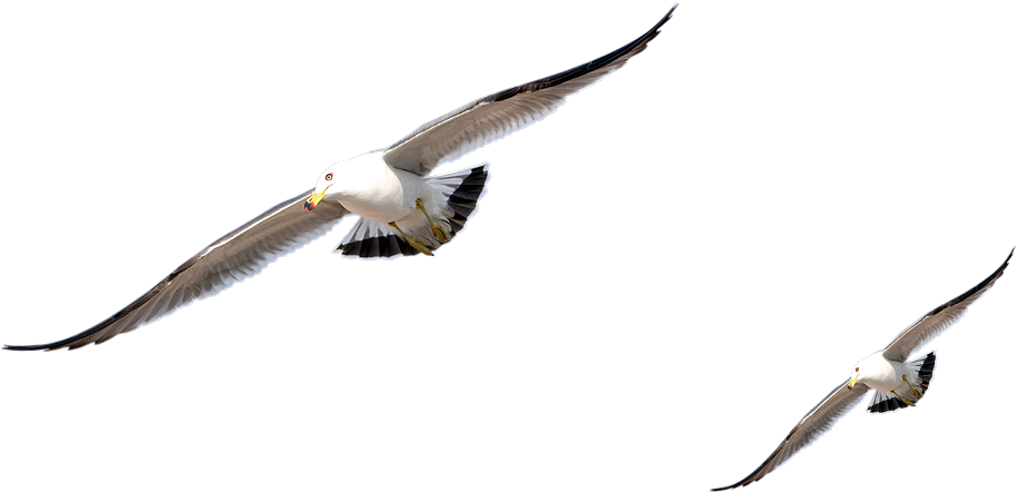 Bird Animation Clip Art - Bird Animation Clip Art (1000x498)