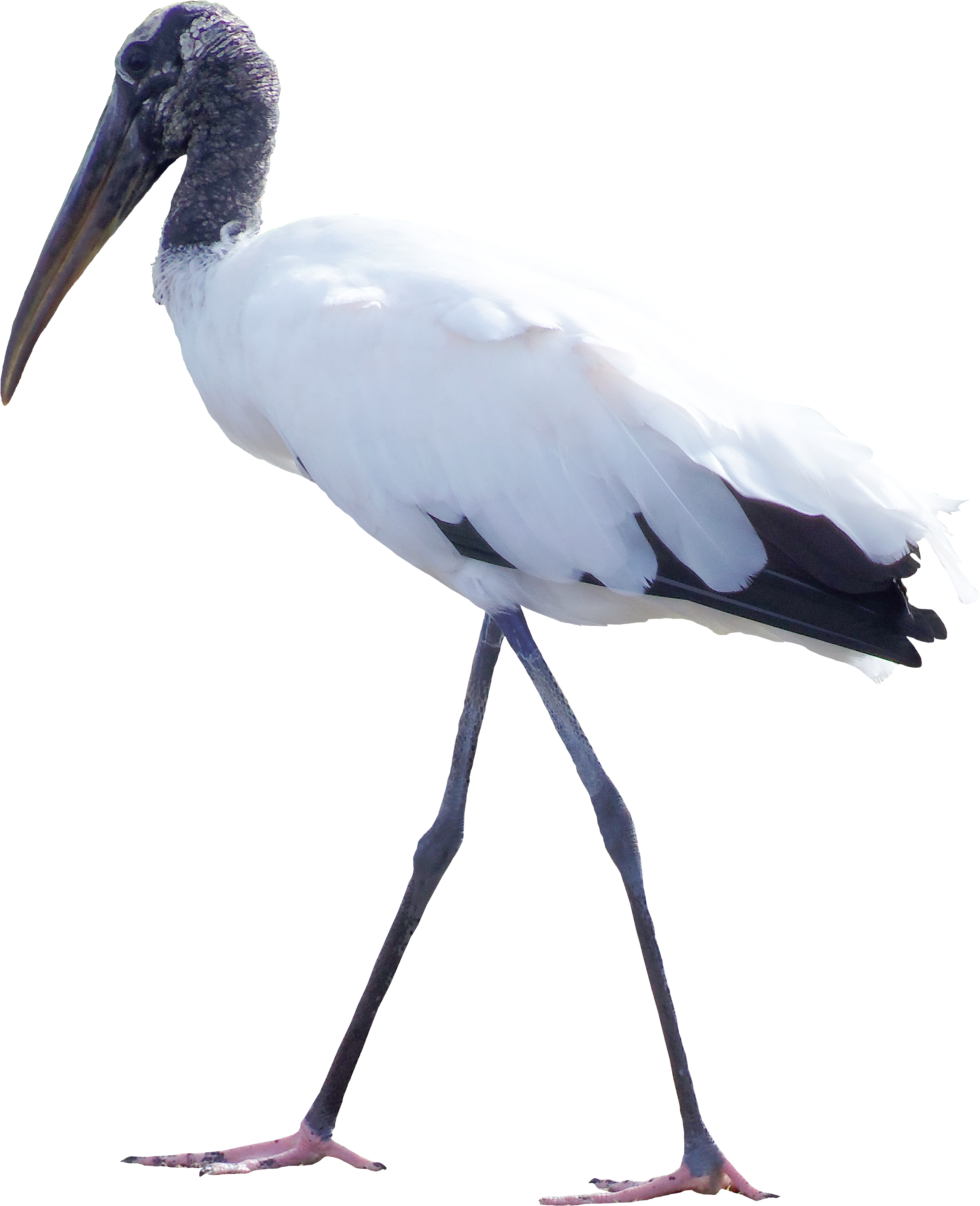 Bird White Stork Feather Clip Art - Bird White Stork Feather Clip Art (2824x2824)