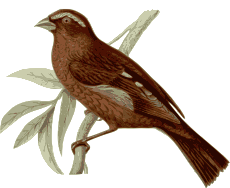 Bird Vinaceous Rosefinch Feather Clip Art - Bird Vinaceous Rosefinch Feather Clip Art (1920x1577)