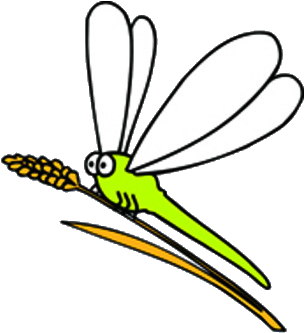 Insect Dragonfly Illustration - Insect Dragonfly Illustration (601x480)