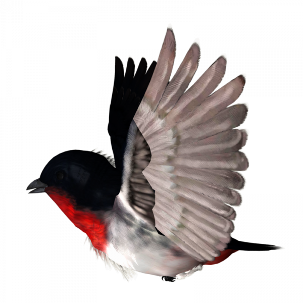 Bird Rook Clip Art - Bird Rook Clip Art (600x600)