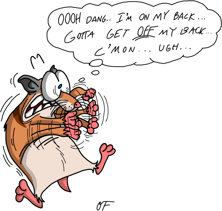 Hamster On Its Back By Lotusbandicoot - Cartoon (919x869)