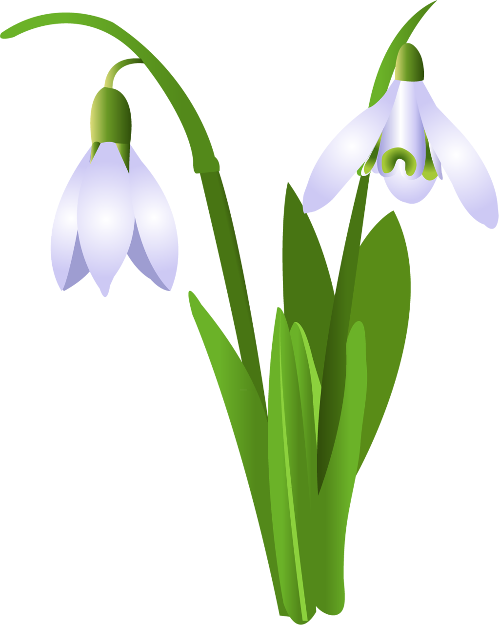 Snowdrop Flower Clip Art - Snowdrop Flower Clip Art (1023x1280)