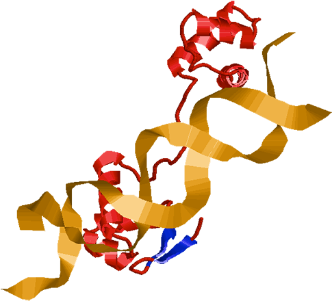 Pax6 Was First Identified From Patients With Aniridia - Illustration (700x496)