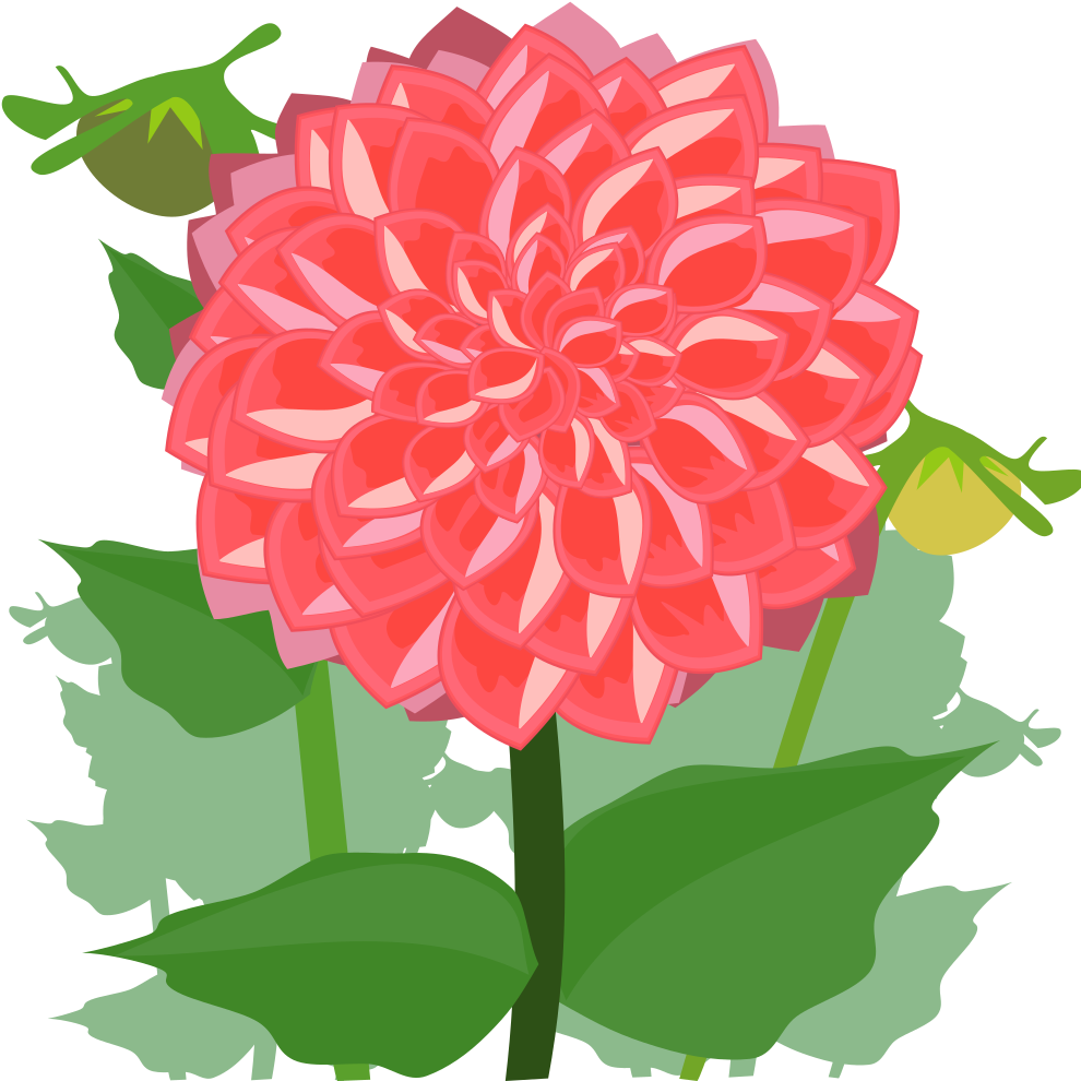Dahlia - Dahlia Clipart (1000x1000)