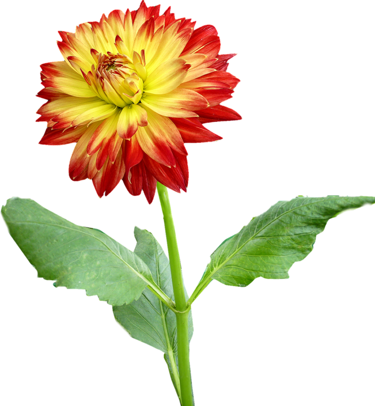 Dahlia Flower Clip Art - Dahlia Flower Clip Art (740x800)