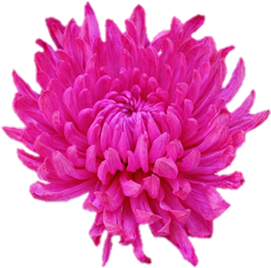 Dahlia Flower Clip Art - Dahlia Flower Clip Art (1024x1024)