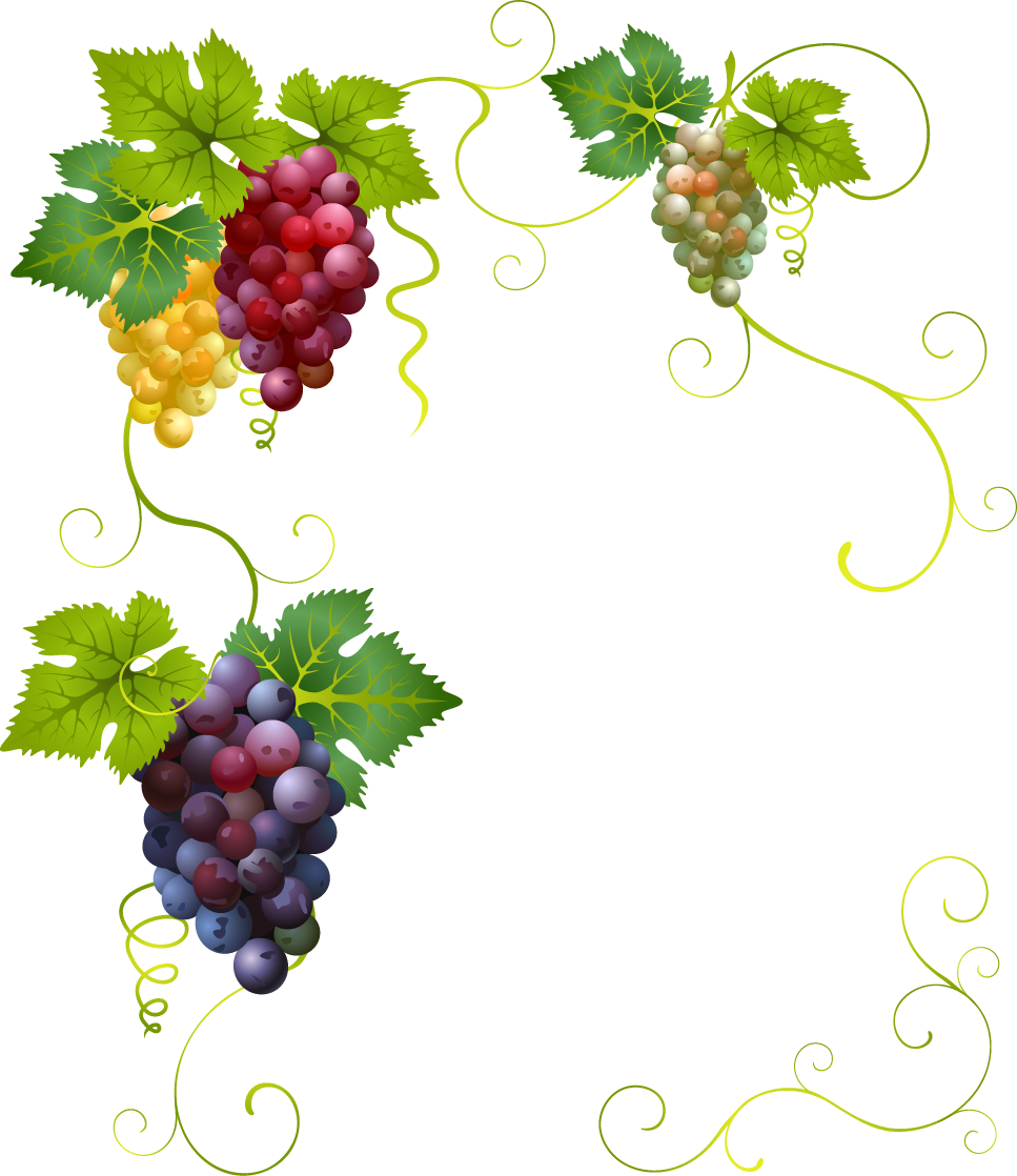 Wine Grape Divertimento Clip Art - Border Grape Vines Clip Art (967x1118)