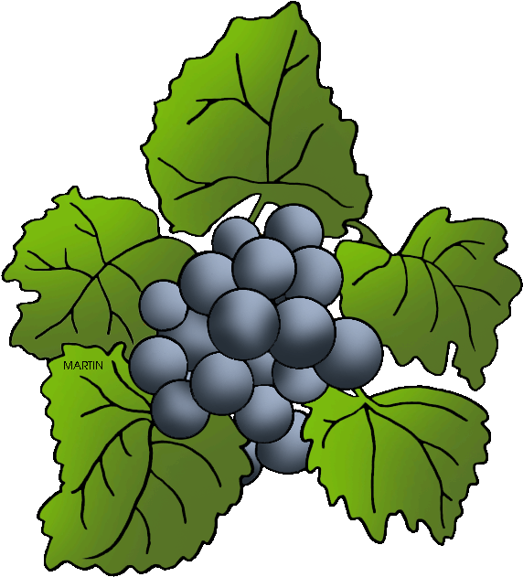 Missouri State Grape - Seedless Fruit (625x648)