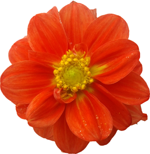 Dahlia Cut Flowers Raster Graphics Clip Art - Dahlia Cut Flowers Raster Graphics Clip Art (500x514)