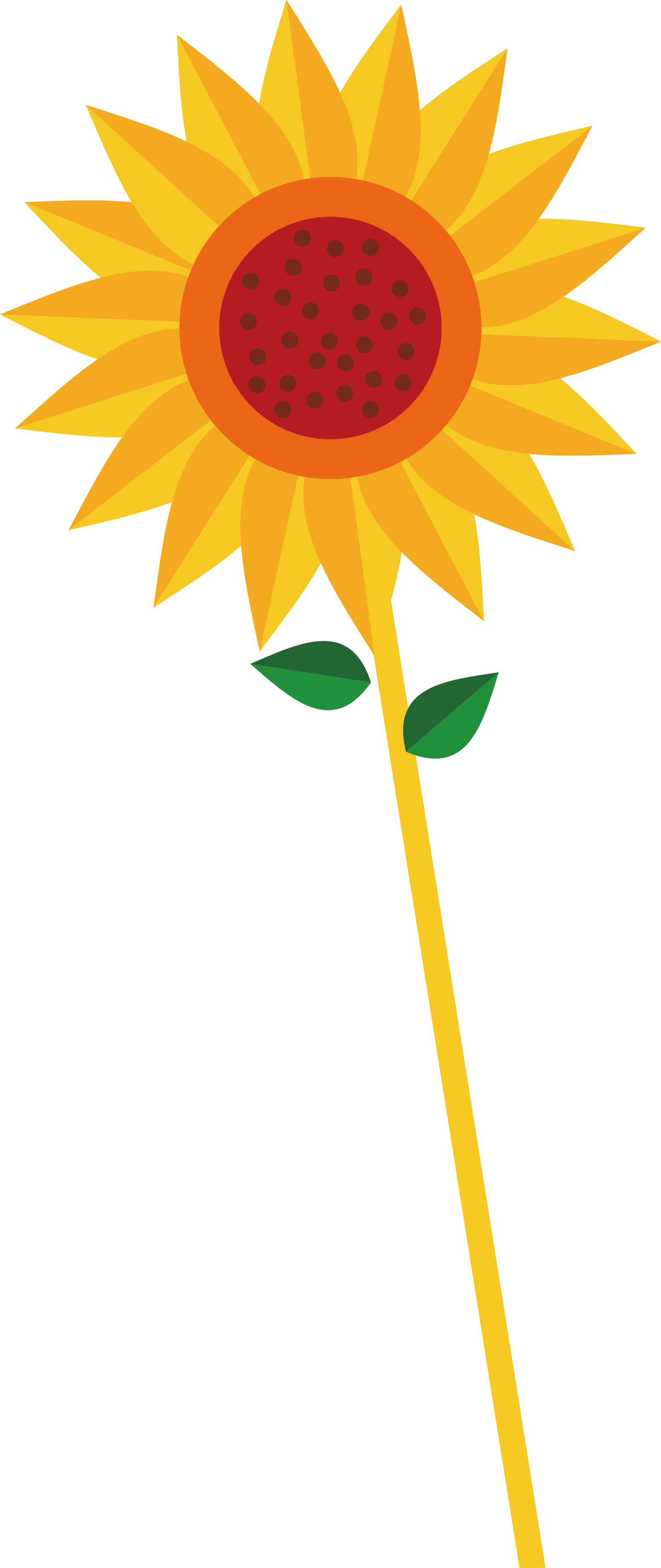 Common Sunflower Euclidean Vector Clip Art - Shaklee Creating Healthier Lives Png (1554x3684)