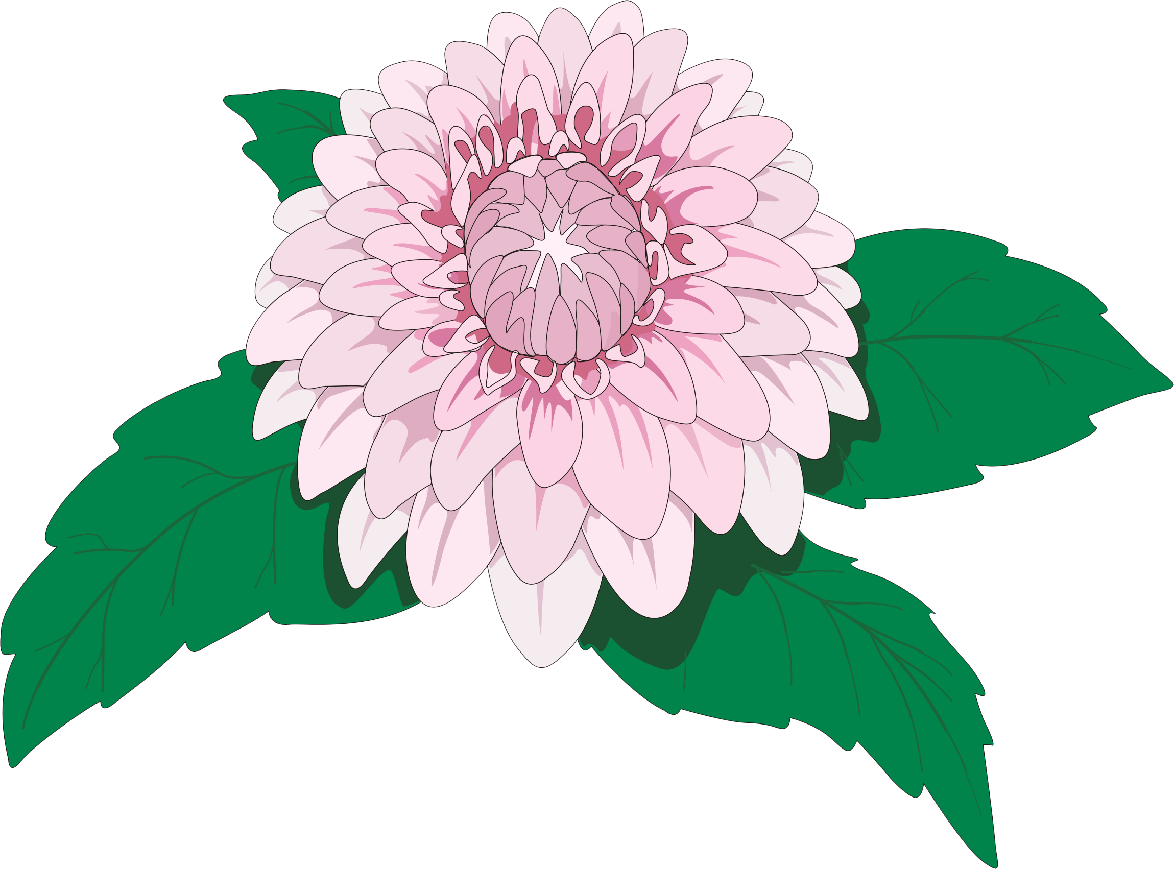 Drawing Dahlia Imperialis Flower Clip Art - Drawing Dahlia Imperialis Flower Clip Art (2299x1702)