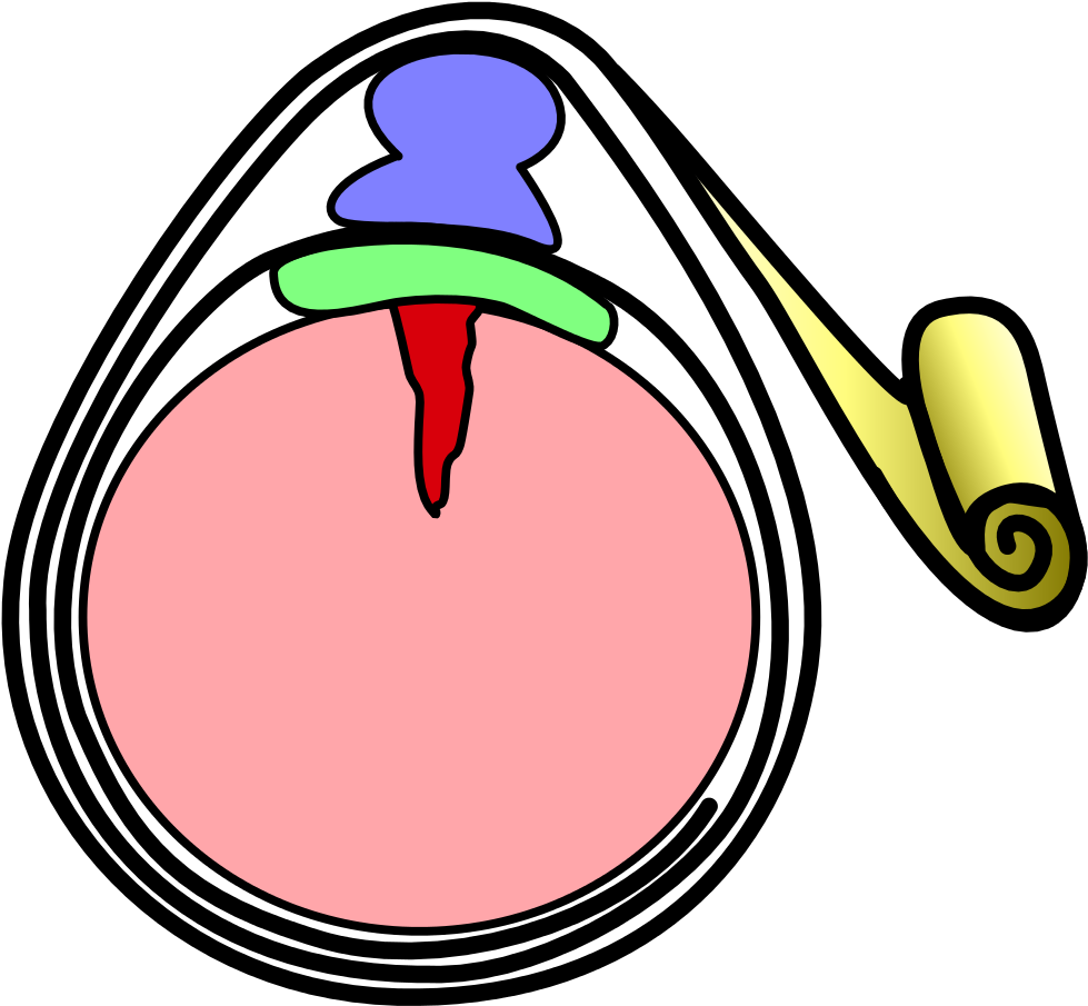 Druckverband First Aid Supplies Bleeding Wound Emergency - Druckverband First Aid Supplies Bleeding Wound Emergency (1074x1024)