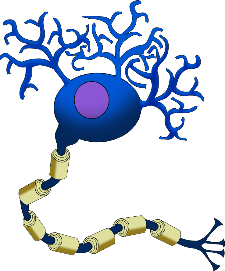 Neuron Cliparts 4, Buy Clip Art - Neuron Cliparts 4, Buy Clip Art (744x1052)