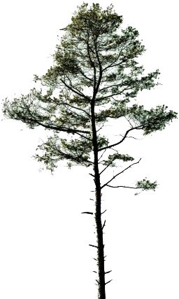 Cartoon Pine Tree Png For Kids - Archaeopteris (392x510)