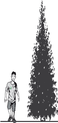 Garden Trees - Christmas Tree (300x435)