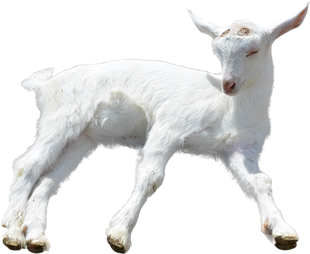 Goat Png Transparent Goat - Transparent Background Baby Goats Png (450x450)