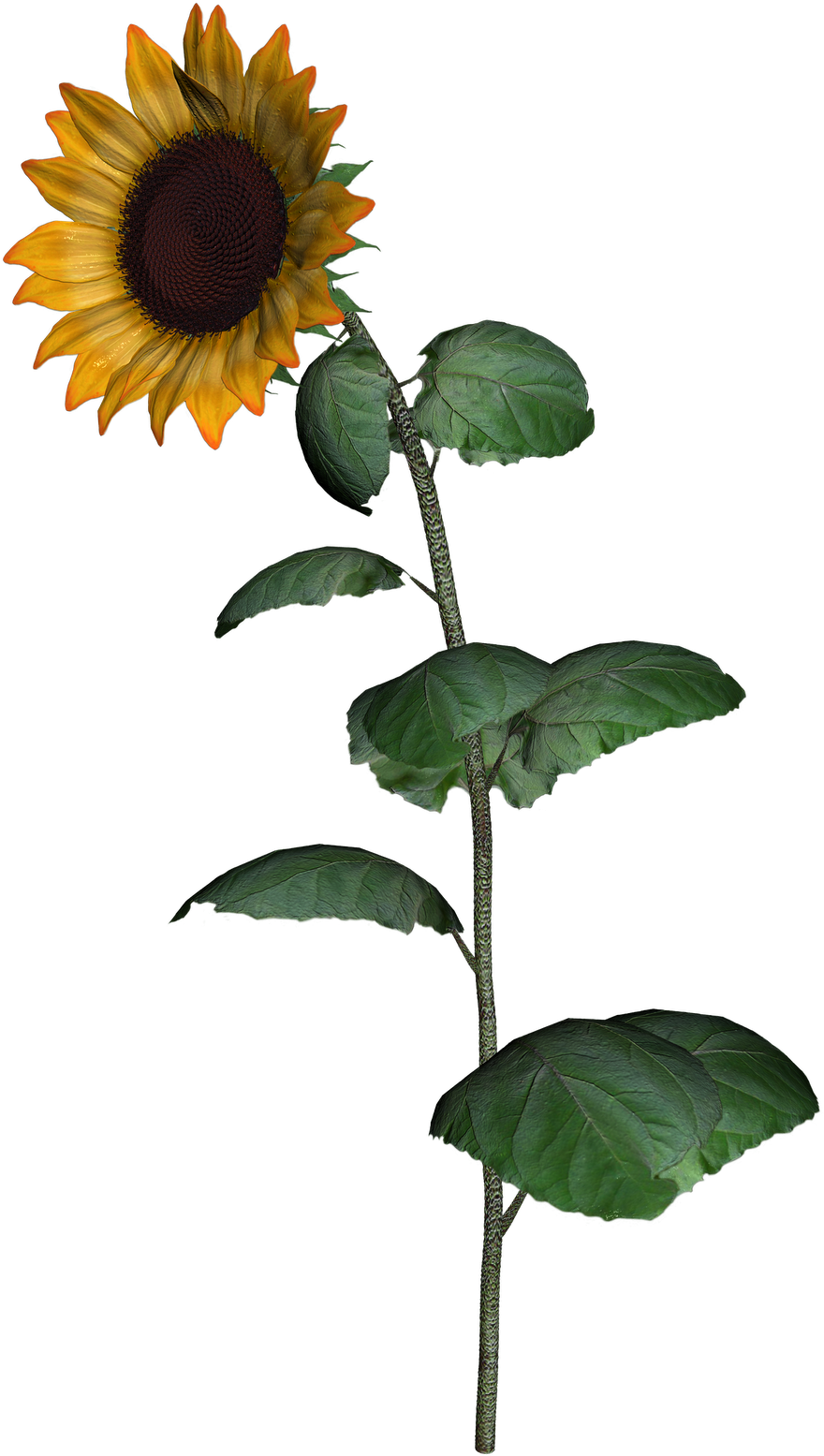 Common Sunflower Sunflower Seed Clip Art - Common Sunflower Sunflower Seed Clip Art (1132x1600)