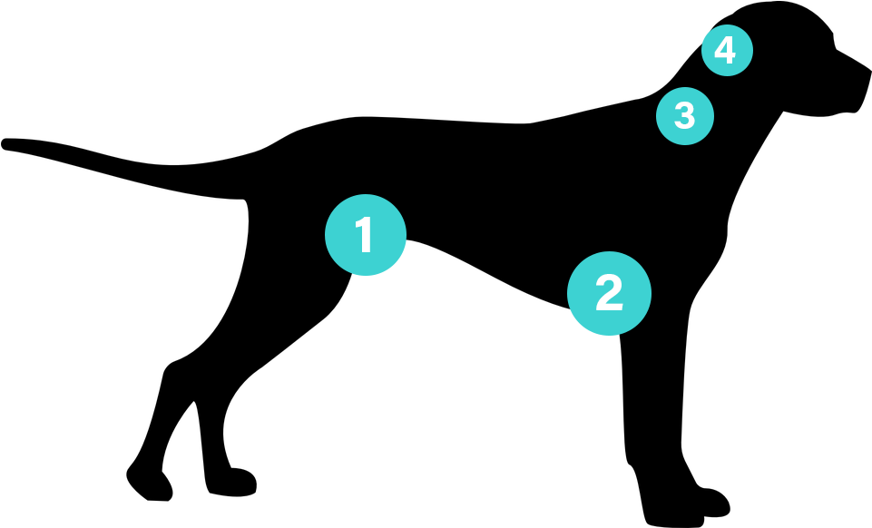 Areas To Check On A Dog For Fleas - Dog (1086x675)