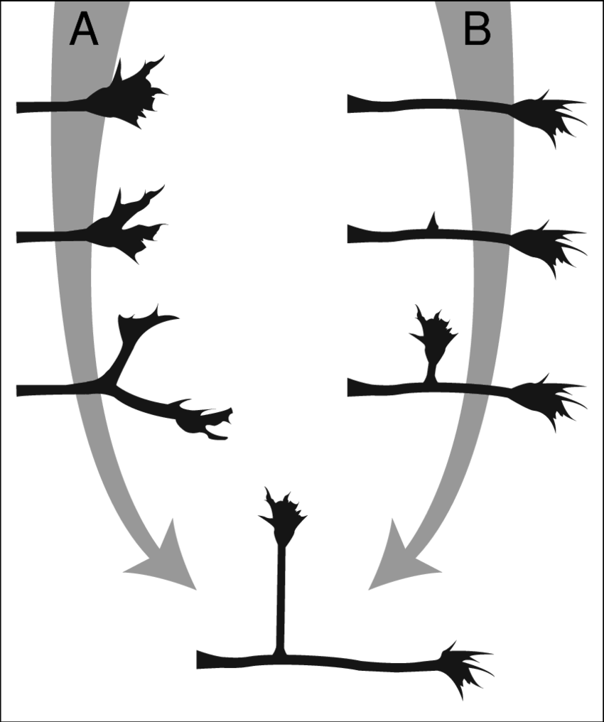 Two Different Mechanisms For Axon Branching - Silhouette (850x1016)