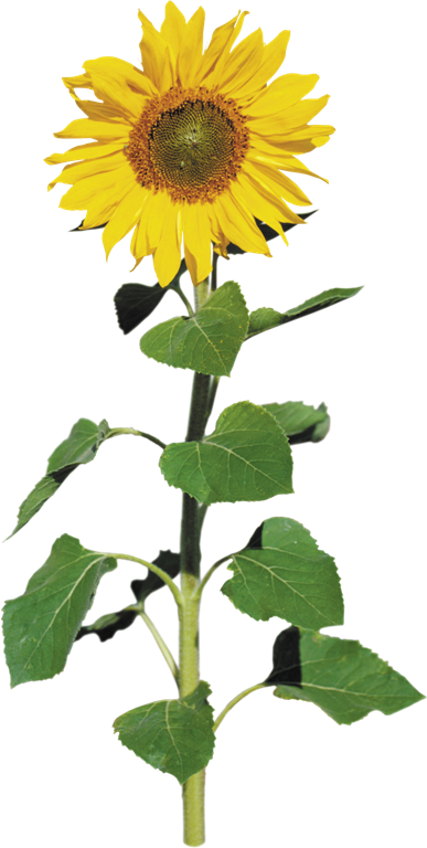 Common Sunflower Sunflower Seed Clip Art - Common Sunflower Sunflower Seed Clip Art (387x768)